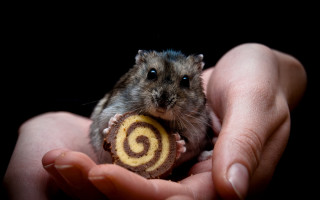 Hamster food spiral rayonnement animal - its hand free wallpaper