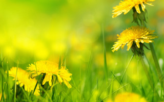 Yellow field flower macro blurry - dionisiu free wallpaper for desktop