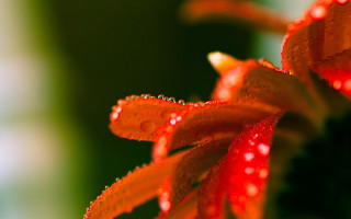 Red flower water droplets macro 8 - a red flower free wallpaper