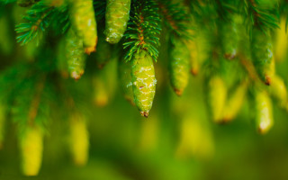 Pine cone branch bokeh naturalism - a close up of a pine tree branch free wallpaper