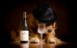 Dog hat glasses wine still - a hat and glasses free wallpaper