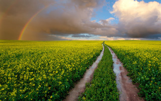 Dirt road field rainbow sky - a dirt road in a field free wallpaper