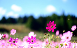 Pink flower field sky trees 2 - a sky background and trees free wallpaper