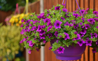 Purple planter wisteria garden blur - a wooden fence free wallpaper for desktop