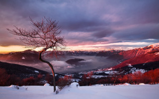 Snowy tree mountains sunset landscape - landscape free wallpaper