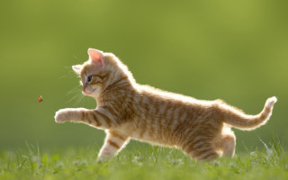 Kitten running insect grass blurry - arabesque free wallpaper