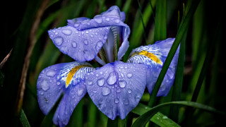 Blue flower water droplets grass - green grass free wallpaper for desktop