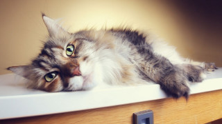 Cat wooden table wall light - furry free wallpaper