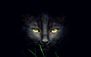 Black cat glowing eyes gothic - grass in front free wallpaper