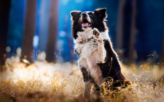 Dog sitting grass open mouth - its tongue free wallpaper