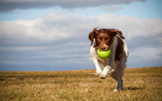Dog running ball field cloudy - action free wallpaper