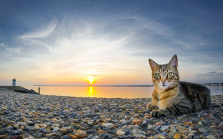 Cat rocky beach sunset water 2 - a rocky beach free wallpaper