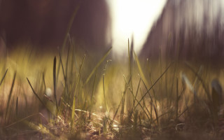 Blurry forest tiltshift flare nature - tonalism free wallpaper for desktop