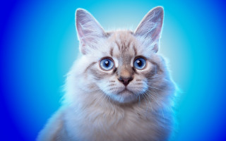 White cat blue eyes 3d - a blue background behind free wallpaper