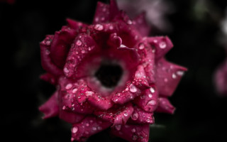 Pink flower water droplets black 3 - a black center free wallpaper for desktop