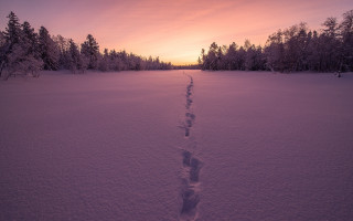 Snowy trail sunset trees bushes - a pink sky free wallpaper