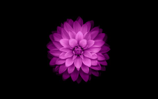 Purple hydrangea white center generative - the dark background free wallpaper for desktop