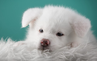 White puppy red nose fluffy - a white puppy free wallpaper