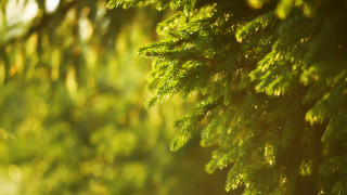 Tree branch sunlight nature blurry - filip hodas free wallpaper