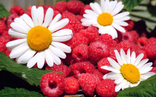 Raspberries flower leaves bouquet blurry - the center free wallpaper