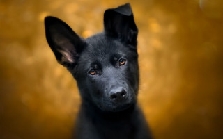 Black dog yellow background sad - a black dog free wallpaper