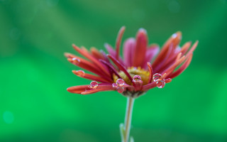 Red flower water droplets macro 20 - a red flower free wallpaper for desktop