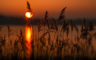Sunset tallgrass water clouds forest - the foreground and a body of water free wallpaper for desktop