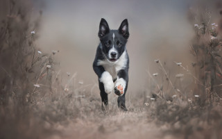 Dog running tall grass flower - a ball free wallpaper