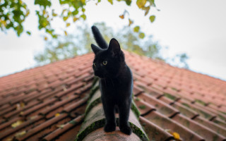 Black cat roof tree clouds - a roof free wallpaper