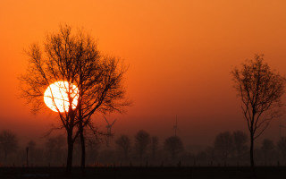 Sunset trees field fence bamboo - a flemish baroque free wallpaper for desktop