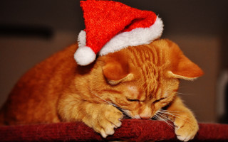 Cat santa hat red blanket - a red pillow free wallpaper for desktop