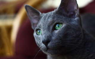 Black cat green eyes macro 7 - vanita free wallpaper