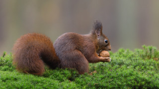Squirrel eating nut mossy woods - a nut free wallpaper