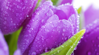 Purple flower water droplets macro - petal free wallpaper