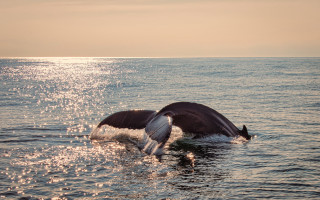 Whale diving shore backlit ocean - a whale free wallpaper
