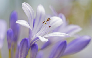 Purple flower bee macro blurry - a bee free wallpaper