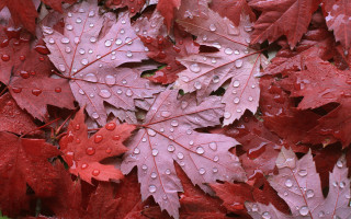 Red leaves water droplets green - andy goldsworthy free wallpaper
