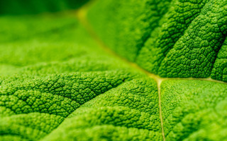 Green leaf yellow line macro 2 - a yellow line free wallpaper