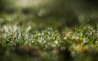Grass water drops bokeh macro - drop of water free wallpaper for desktop