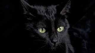 Black cat green eyes gothic 8 - a black cat free wallpaper for desktop
