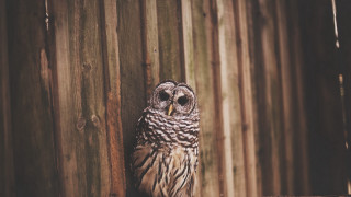 Small owl fence post beach - a wooden fence post free wallpaper