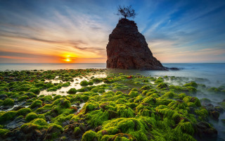 Rock formation tree ocean moss - the middle of the ocean free wallpaper