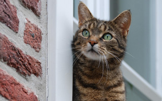 Green eyed cat window brick - a brick wall behind free wallpaper
