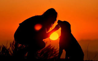 Silhouette sunset woman dog glowing - the dog free wallpaper for desktop