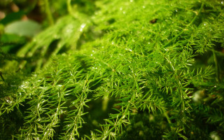 Green plant water droplets macro 9 - a green plant free wallpaper for desktop