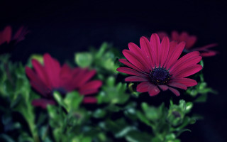 Flower closeup darkbackground blur bokeh - a dark background behind free wallpaper
