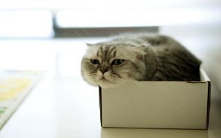 Sad cat in box blurry - a box free wallpaper