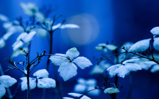Blurry flower blue butterfly night - ambient light free wallpaper