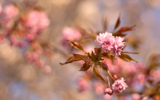 Pink flowers branch sakura impressionism - a few cloud free wallpaper for desktop