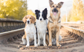 Three dogs train track panting - free dogs wallpaper